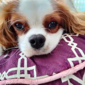 Meet your Posher, Derecine